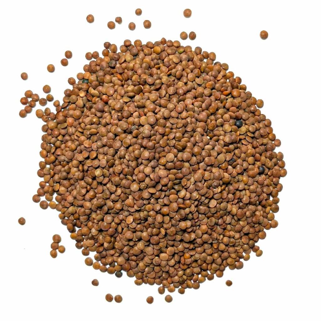Lentillons champenois bio au kilo Celnat