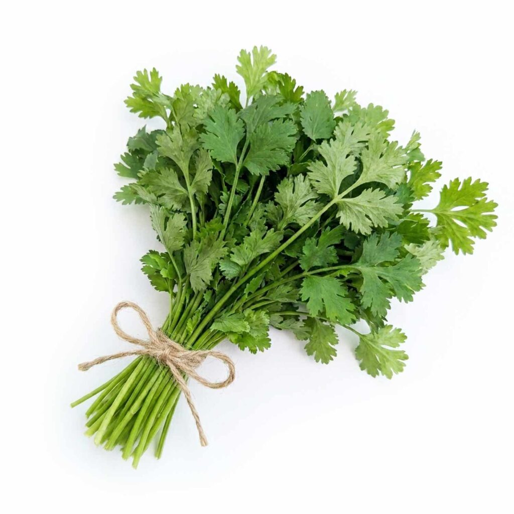 Coriandre bouquet à la pièce