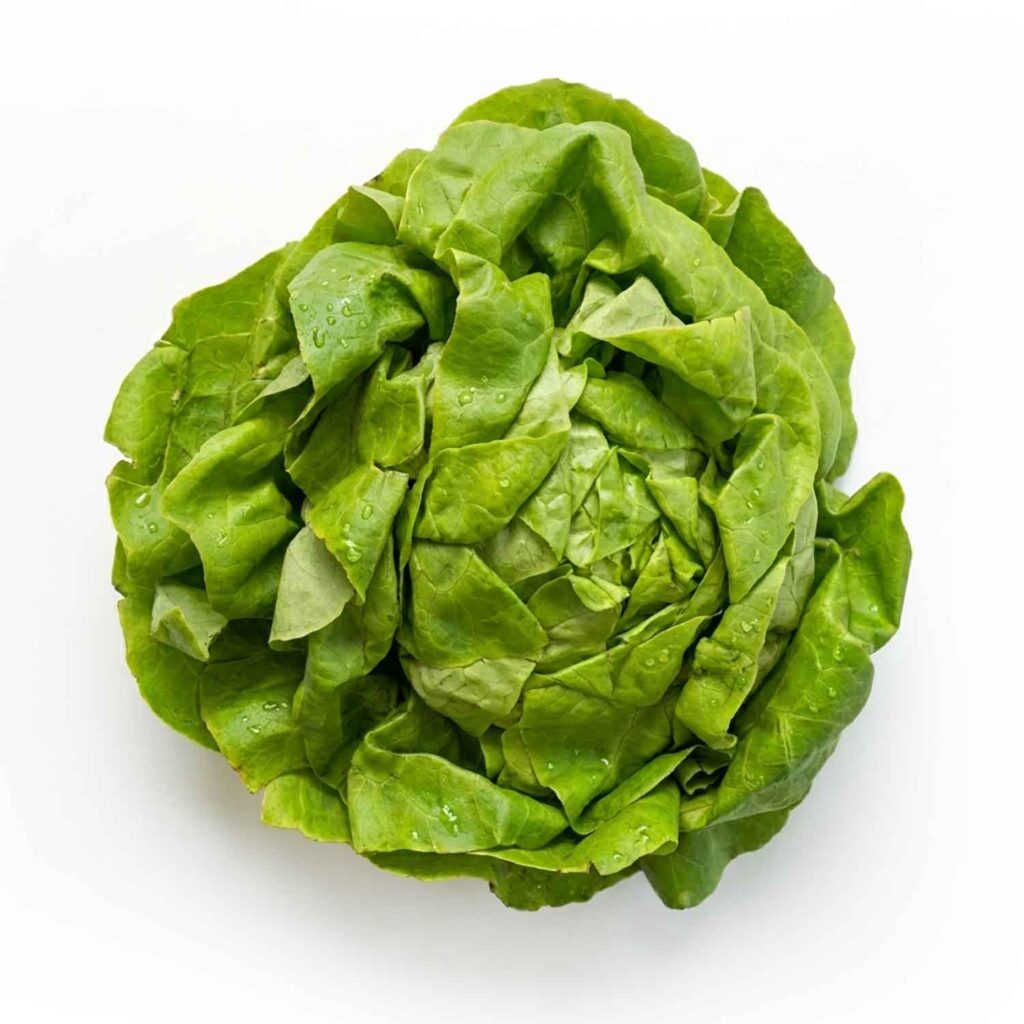 Salade laitue