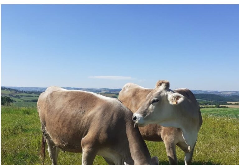 Vaches laitières du GAEC Paulin au pré à Saint-Gauzens dans le Tarn
