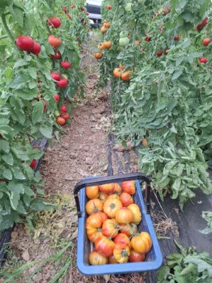 Tomates cultivées par Thomas Paradowski à Marzens dans le Tarn